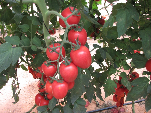 Indeterminate Roma tomato 851-960 p1